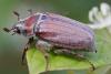 Melolontha hippocastani